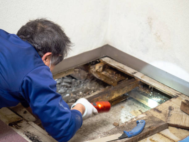 Best Toxic Mold Removal  in Virden, IL