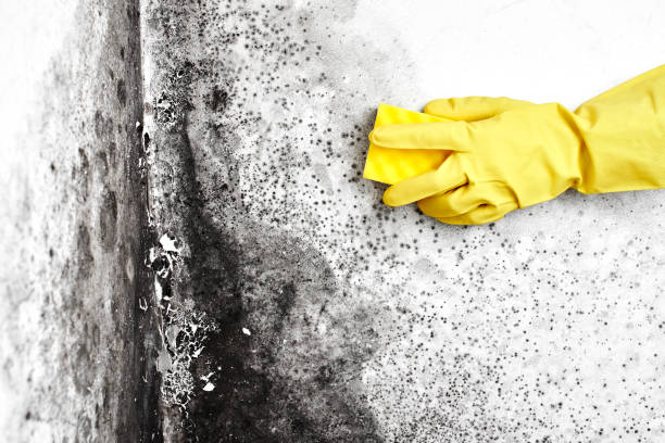Mold Removal Process in Virden, IL