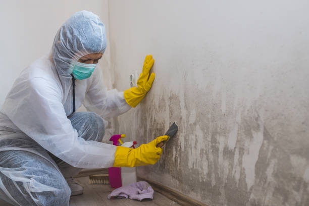 Home Mold Removal in Virden, IL
