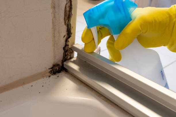 Best Mold Remediation  in Virden, IL
