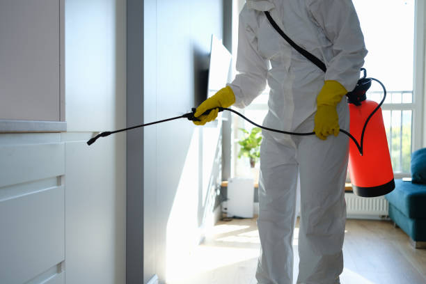 Attic Mold Removal in Virden, IL