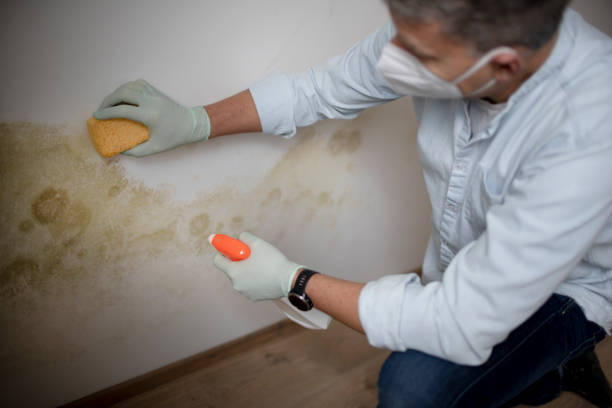 Best Toxic Mold Removal  in Virden, IL