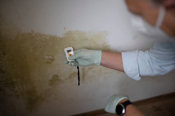 Best Certified Mold Removal  in Virden, IL