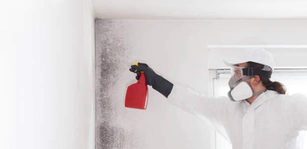 Best Mold Removal Process  in Virden, IL