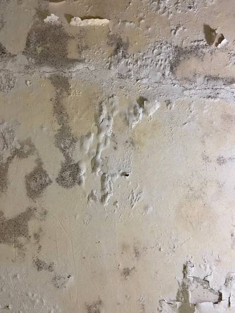 Best Black Mold Removal  in Virden, IL