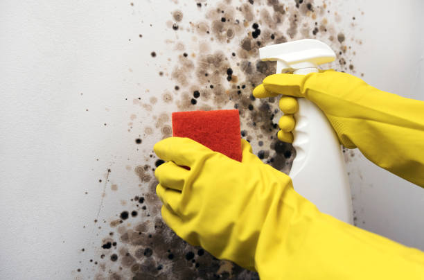 Best Local Mold Removal Service  in Virden, IL