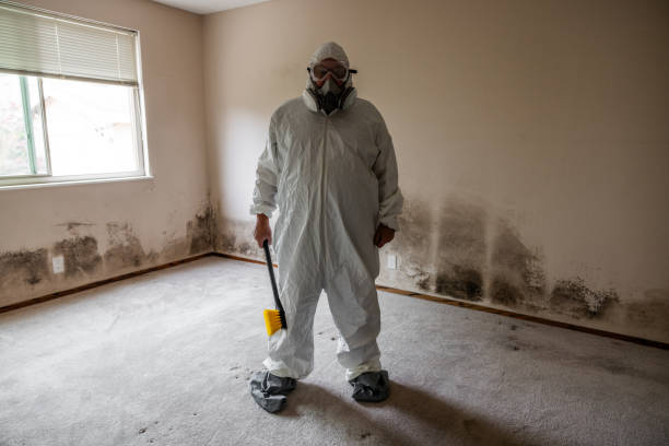 Best Affordable Mold Removal  in Virden, IL